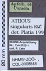 Etiketten zu Athous singularis (NHMW-ZOO-COL-0008544)